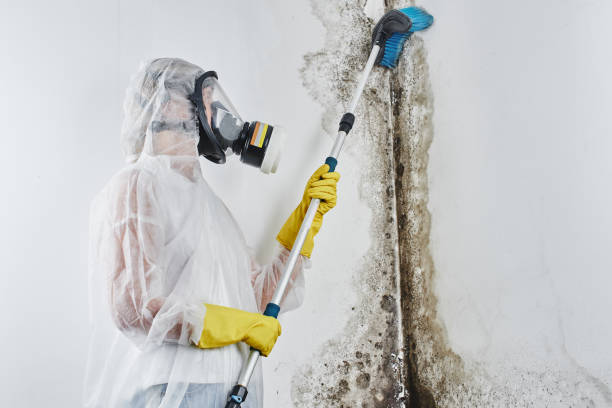 Best Health and Safety Mold Remediation in Rosebud, TX