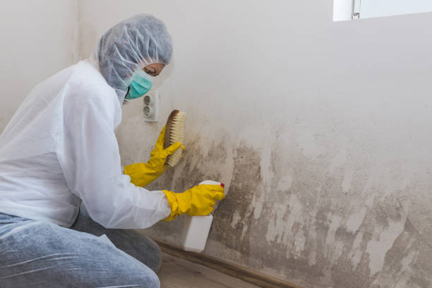 Best Residential Mold Remediation in Rosebud, TX