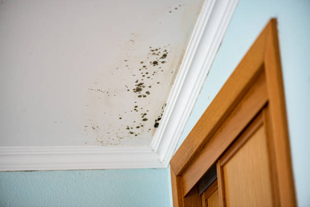 Best Kitchen Mold Remediation in Rosebud, TX