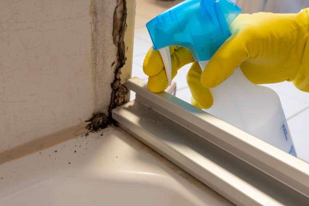 Best Health and Safety Mold Remediation in Rosebud, TX