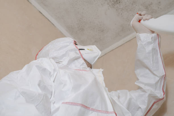Best White Mold Remediation in Rosebud, TX