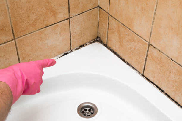 Best Black Mold Remediation in Rosebud, TX